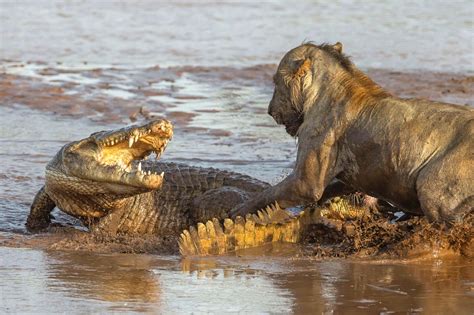 Crocodile vs Lion : r/natureismetal