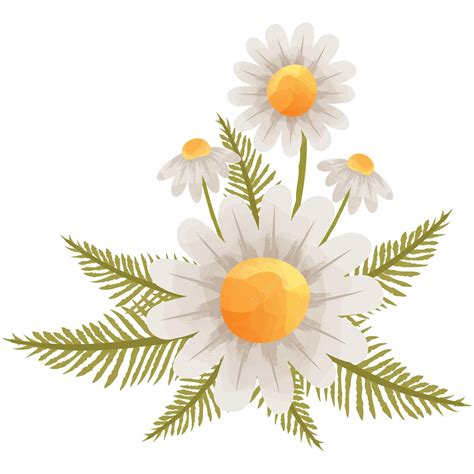 Free Lavender Daisys, Download Free Lavender Daisys png images, Free ...