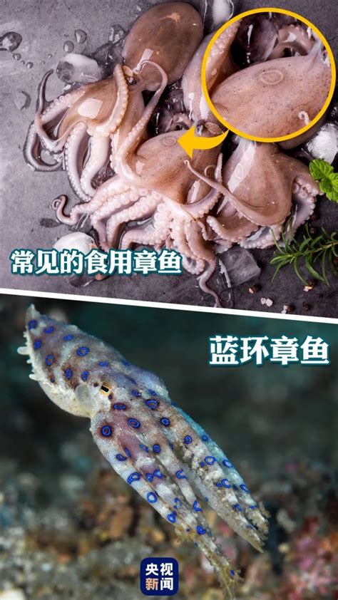 优享资讯 | 剧毒蓝环章鱼为何流入市场？博物杂志：或与其他章鱼一起被捕