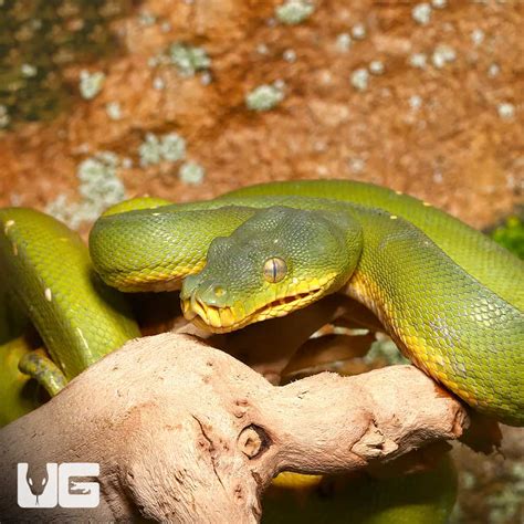 Image result for Yellow Green Tree Python