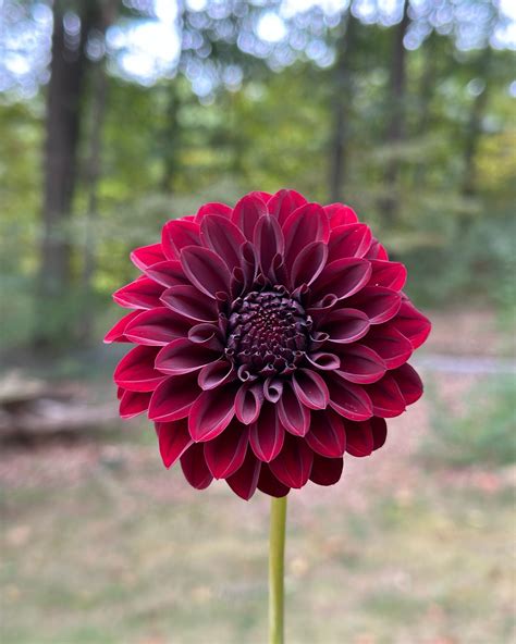 “Black Satin” 🖤 ️ sometimes more black, sometimes more red in different ...