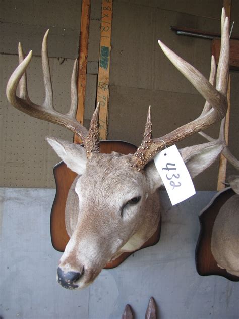 Mounted deer head -- have head tags