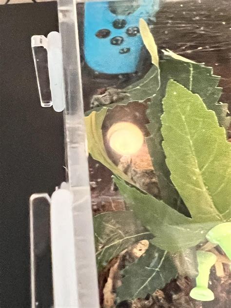 My new pet Phiddipus Regius! Her name is Regal! Nicknames include: Reegs, Baby Girl, Baby ...