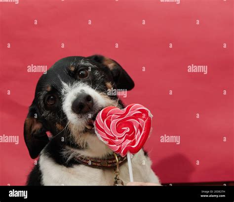 dog with lollipop and a red background Stock Photo - Alamy