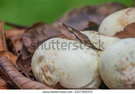Image result for Baby Hatching Python
