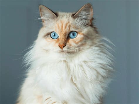 Neva Masquerade - The Colorpoint Siberian, Breed Information