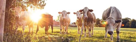 Inventory Management System Spurs Ananda Diary's Growth - SAP India ...