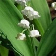 mughetto significato dei fiori mughetto linguaggio dei fiori mughetto linguaggio mughetto significato dei fiori mughetto linguaggio dei fiori mughetto linguaggio