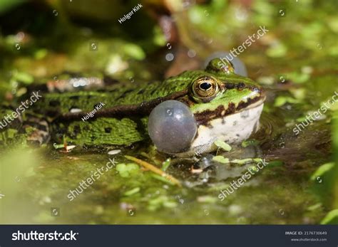 2,557 Frog Prey Images, Stock Photos & Vectors | Shutterstock