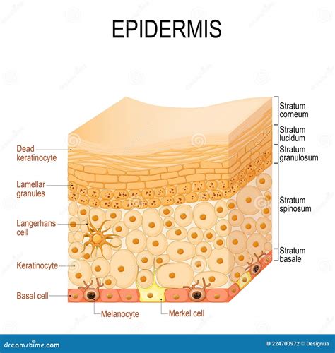 Epidermis Anatomy. Layers And Cell Structure Vector Illustration | CartoonDealer.com #224700972