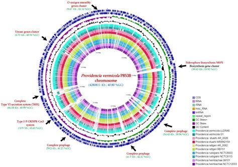 First Genome Description of Providencia vermicola Isolate Bearing NDM-1 ...