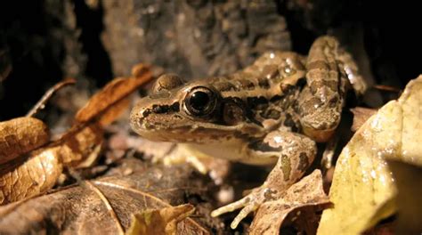 Image result for Cheapickle Frog