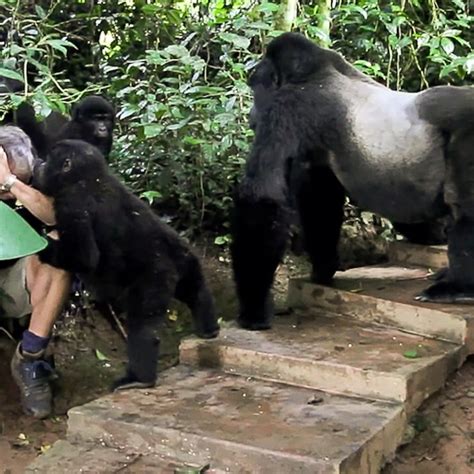 Silverback Mountain Gorilla Compared To Human
