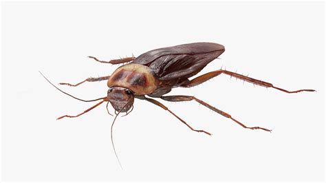3D Red Flying Cockroach Rigged for Cinema 4D | 3D Molier International