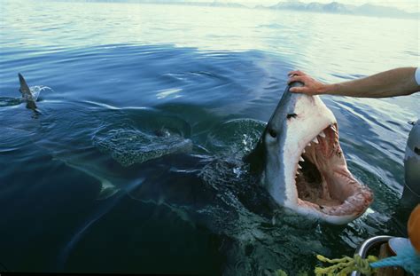 Great White Shark Eye Close Up