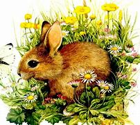 Image result for Cute Bunny Pictures Free