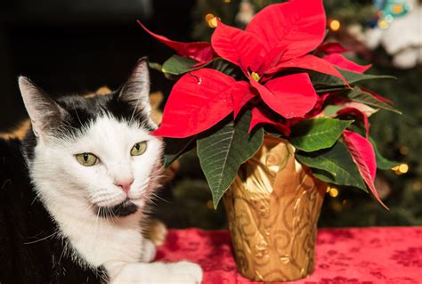 Is Your Cat Safe Around Poinsettias? What You Need to Know