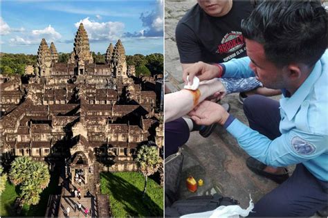 Pet Monkey Aggression 的图像结果