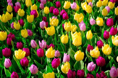 Image result for Spring Flower Nail Tutorials