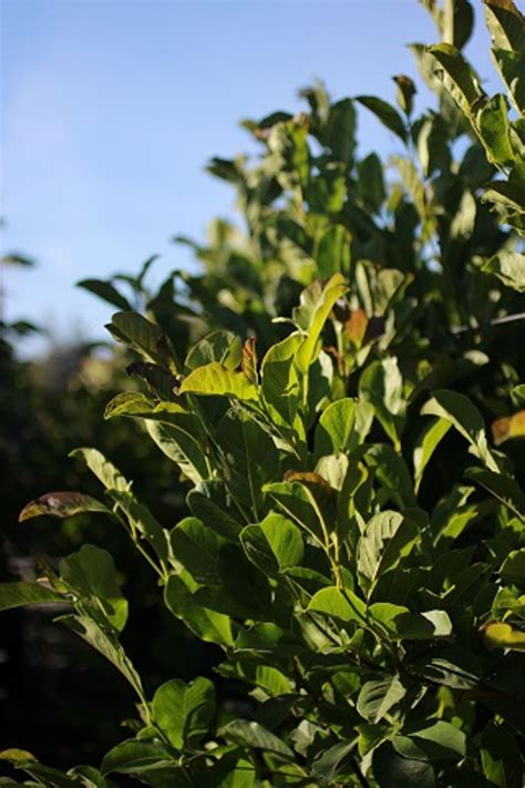 Magnolia Spring Collection 2022 的图像结果