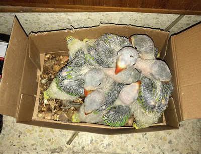 Engineer ran parakeet racket from server room