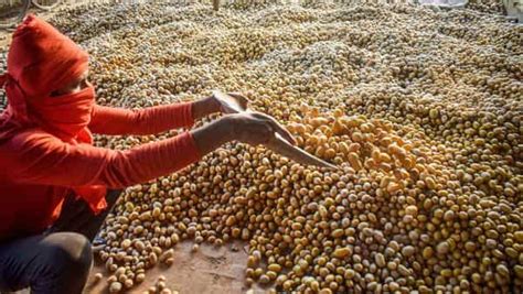 Why Potato Farmers in Agra Are Demanding a Vodka Distillery - The Wire