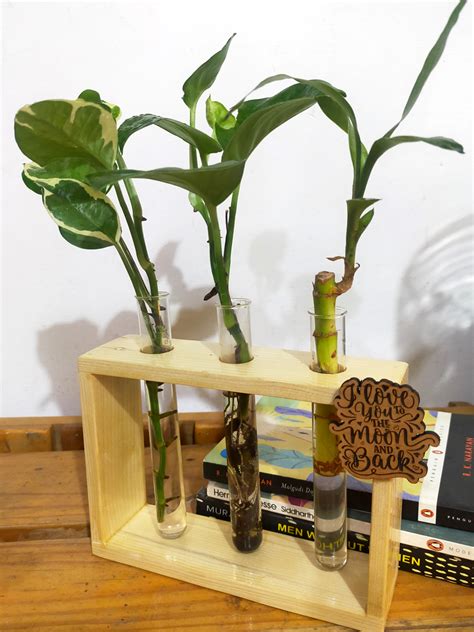 Hydroponic Indoor Plant in Glass - Triple test Tube in Wooden Frame ...