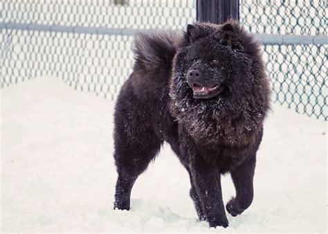Chow Chow Lion Black