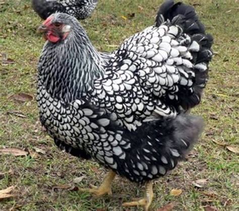 The Best 10 Dual-Purpose Chicken Breeds for Eggs and Meat - PetHelpful