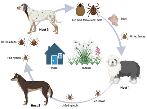 The Complexities of Canine Monocytic Ehrlichiosis: Insights into ...