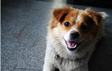 中华田园犬的守望：我何时能像品种狗一样受欢迎？！