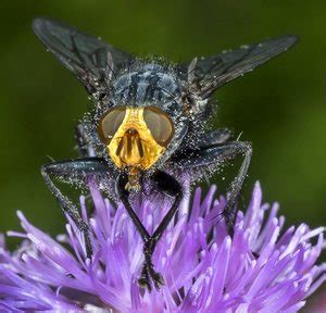 Macro and extreme macro photography