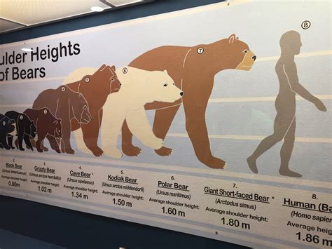 Cave Bear Size Comparison