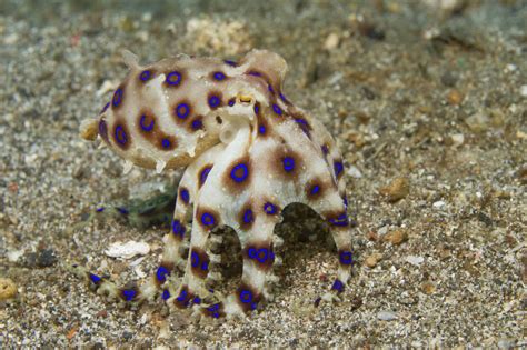Image result for Blue-Ringed Octopus Facts