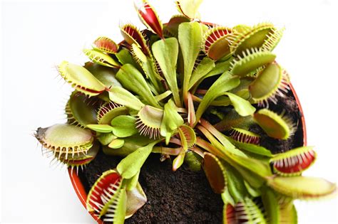 Everything You Need to Know about Venus Flytrap Care