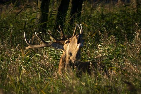How to Get a Hunting License in Texas (2025 Guide) – Bison Creek Media
