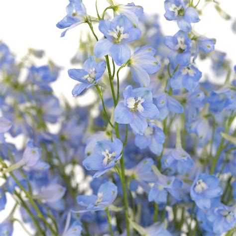 Blue Delphinium Flowers