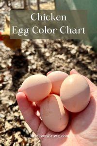 Image result for Mottled Java Chicken Egg Color