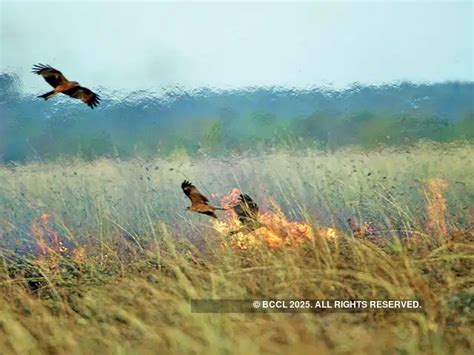 Who are firehawk raptors and how can they make wildfires worse ...