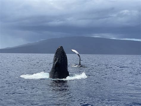 Private Whale Watch in Maui | UFO Parasail & Adventures
