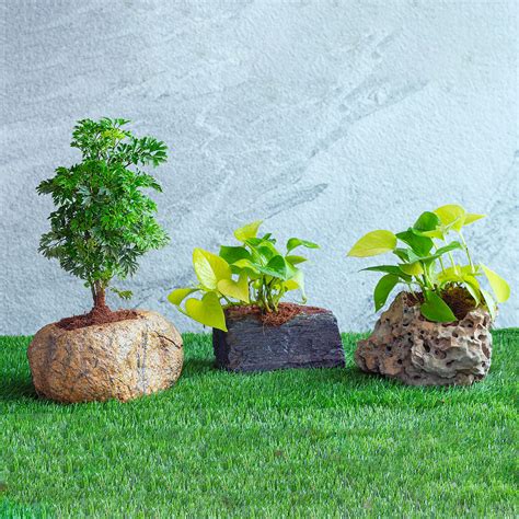 Slate Planter – paarkhi