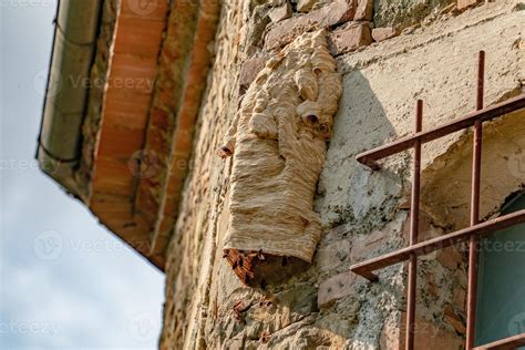 Big wasp nest on old wall 17420126 Stock Photo at Vecteezy