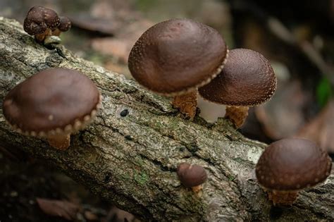 20 Facts About Fungi - OhMyFacts