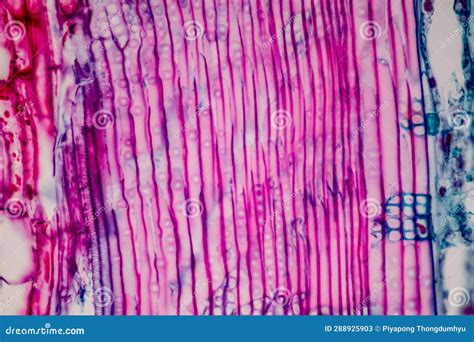 Plant Tissues Under the Microscope in the Laboratory. Stock Image ...