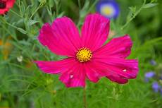 fiore flowers free images field petal color botany flora fiore flowers free images field petal color botany flora