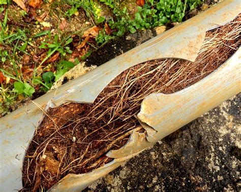 Tree Root Removal Tips 的图像结果