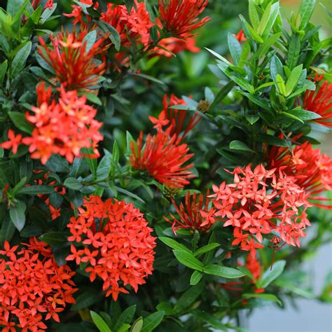 Ixora - Red Mini Dwarf - Hybrid Flower Plant – M-Tech Gardens