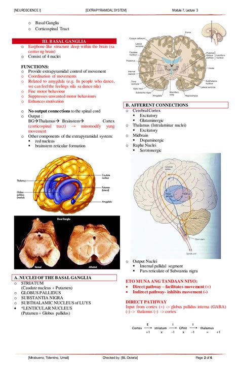 Image result for Extrapyramidal System