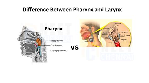 Difference Between Pharynx and Larynx - Neet Chennai