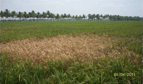 BPH, Nilaparvata lugens Stal,Rice brown planthopper (BPH),Rice pests of ...